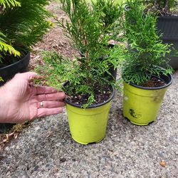 Evergreen Conifer SHRUBS 