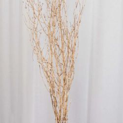Gold Birch Branches - Available 10/26/25