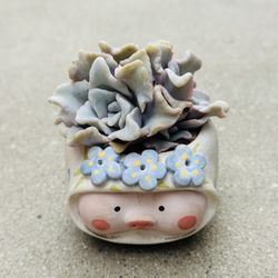 Succulents plants 🪴