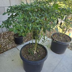 Chiltepin Plants Loaded With Chiles