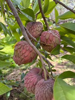 Red Geffner Atemoya Fruit Tree