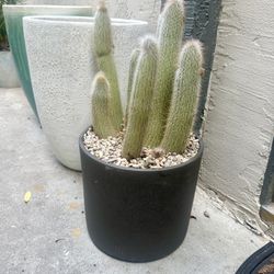 Large Old Man Cactus Plant Potted for you in New Planter Pot