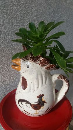 Hen succulents collection