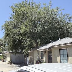 Tree Trimming  and trees to remove