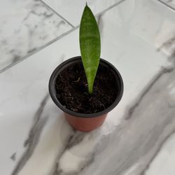 Snake Plant 🪴 (Sansevieria)
