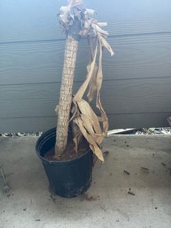 Plant Pot