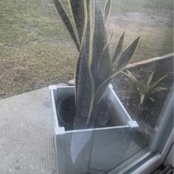 Snake plant In A white Wood Pot $40