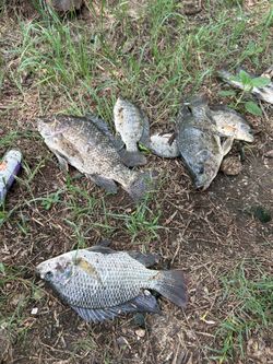 Fresh tilapias