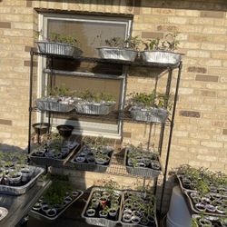 Vegetable plants, tomatoes, hot, and sweet peppers