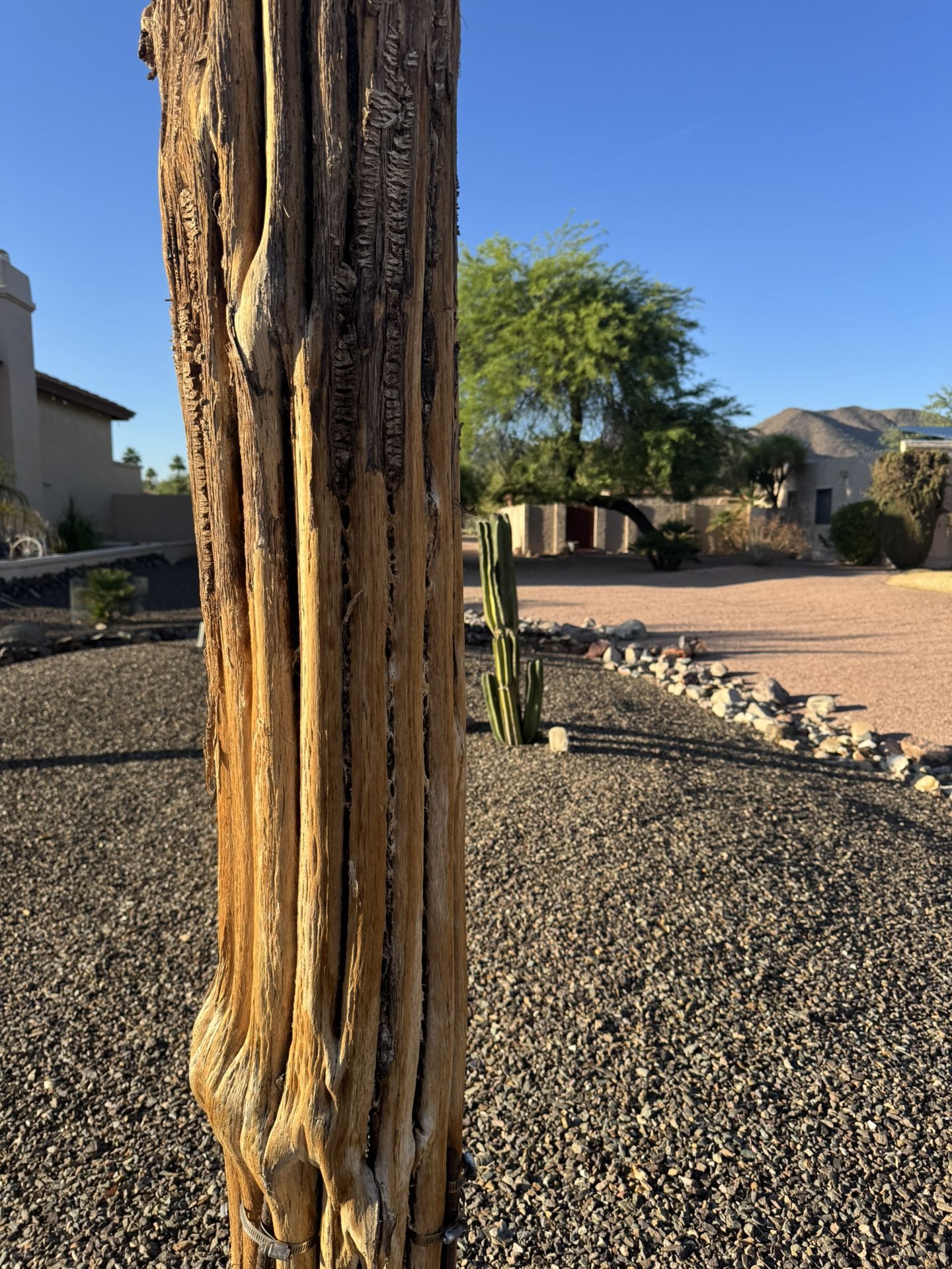 Saguaro Cactus Ribs for Sale in Scottsdale, AZ - OfferUp
