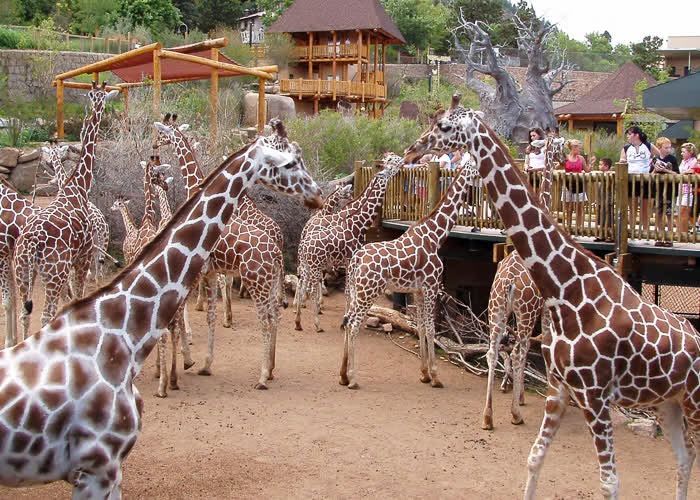 Two tickets to the Cheyenne Mountain Zoo for sale!🦒 Together they were $68 but I’m selling them for $50 and they’re for 12pm this Saturday. Can’t mak