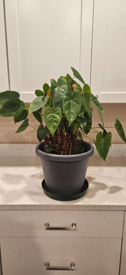 INDOOR. PLANT