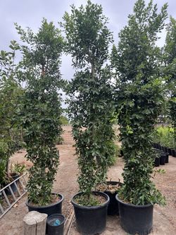 25 Gallon Ficus Indian Laurel