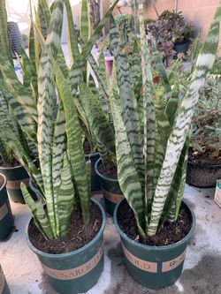 Snake Plants 🪴 
