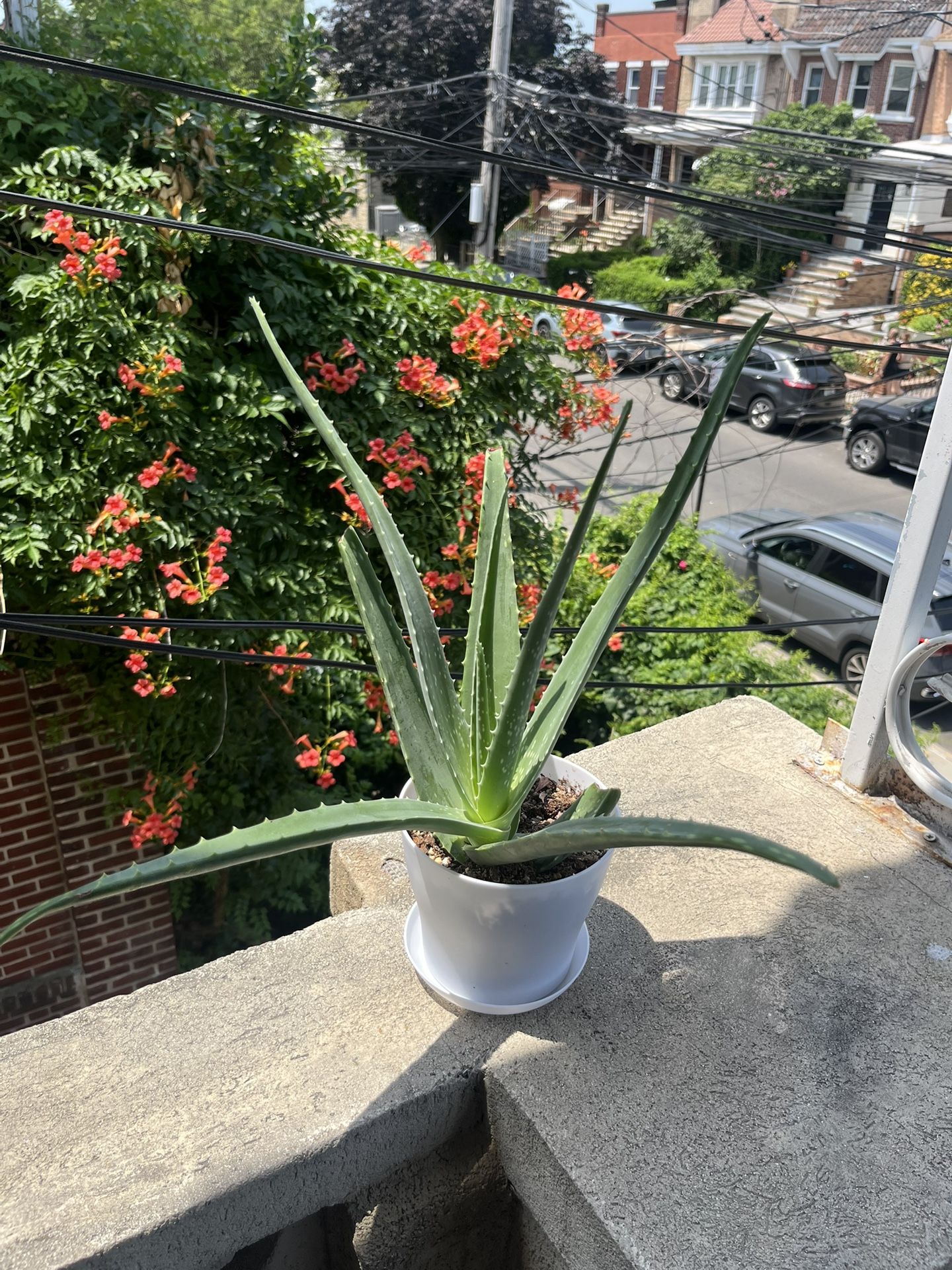 Big Aloe Vera - 17 Inches Tall - SUPER EASY CARE