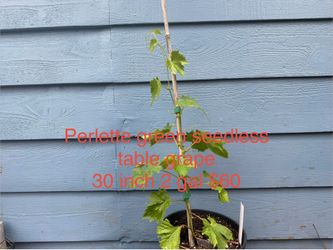 Perlette Green seedless table grape plant