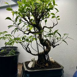 Ficus Bonsai