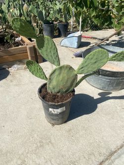 Nopal plants