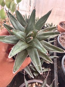Agave victoria-reginae