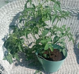 Exotic Cherry Tomato Plant Producing & Ready!!!