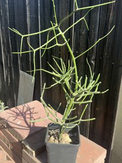 Pencil cactus (Euphorbia tirucalli)