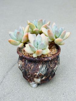 Succulents plants 🪴 （Truffle Beauty）