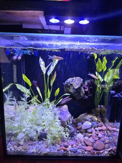 Innovative Marine Fish Tank Salt And Fresh. Complete