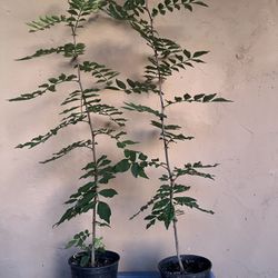 Matured Binge Pricklyash Peppercorn In Pot