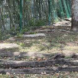 Fence