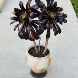 Succulents plants 🪴 (Aeonium O'Carrie)