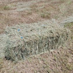 Fresh Cut Coastal Hay $12 In Field, $14 At Barn