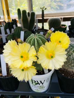 Cactus