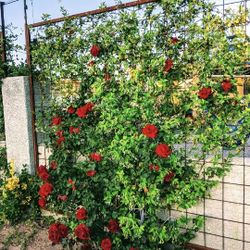 Trellises 