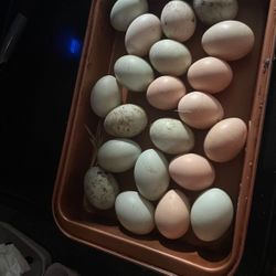  Fresh Eggs (ducks and Chicken )