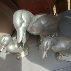Ducks