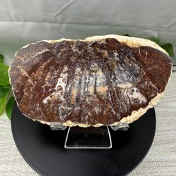 Rare Petrified Wood Fossil