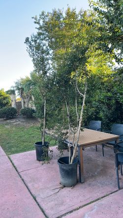 Strawberry guava trees