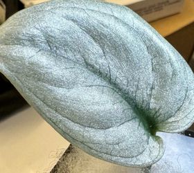 Scindapsus Sp Borneo Super Silver