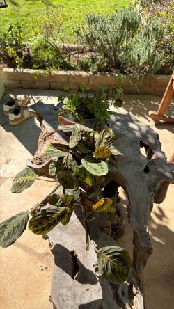 House plants $5 each