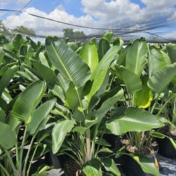 bird of paradise  ask for prices 