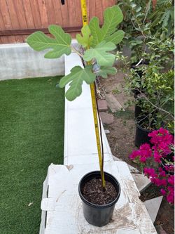 Healthy fig tree plant is 24 inches tall from the top soil of the pot.