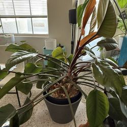 Large Imperial Red Philodendron