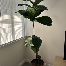 Fiddle Leaf Real Plant 6ft 