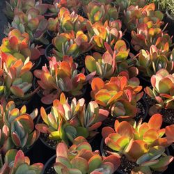 Weekend Sale 3 And 5 Gallon With Succulent Plants $16 Each 