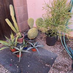 (7) Plants Agave, Fire stick , Prickly Pear, Etc  $45