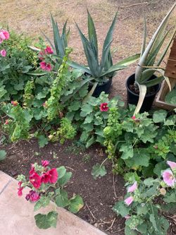 Second To Last Chance to buy some plants