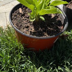Hosta Varieties Plants 