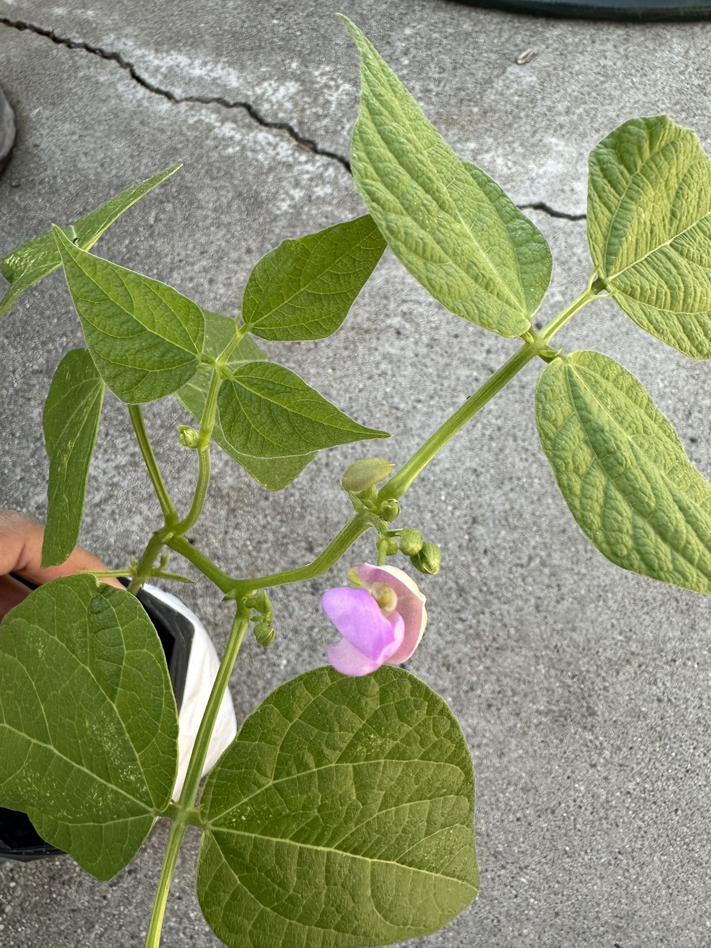 Healthy Plants DAHLIA, MARIGOLD, GREEN BEANS. About To Flower