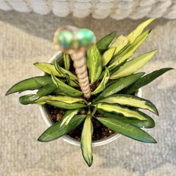 Hoya Wayetii In Ceramic Pot