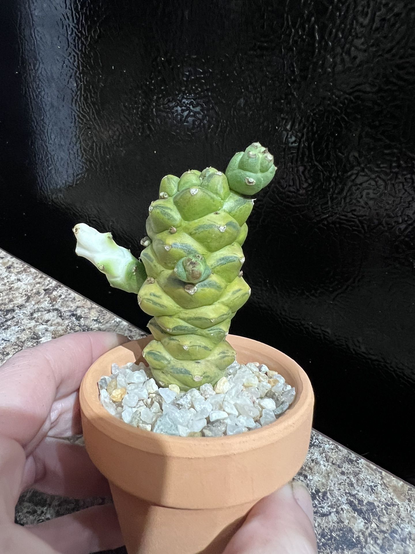 Ritchiei Hybrid Euphorbia Cactus